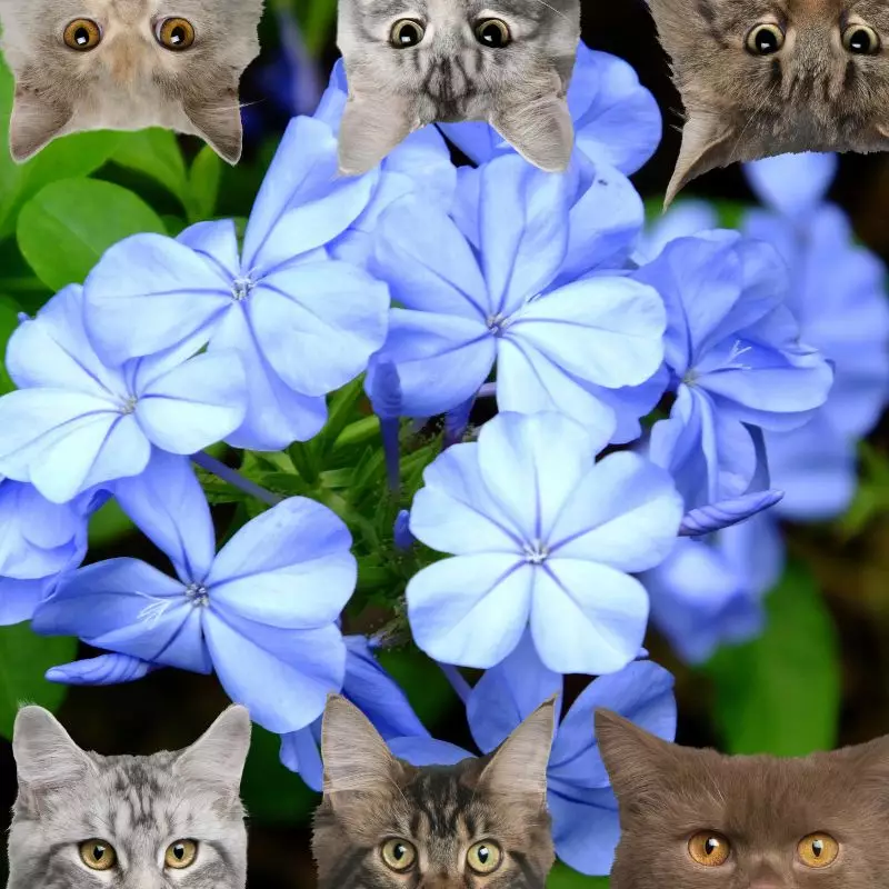 Chinese Plumbago and cats