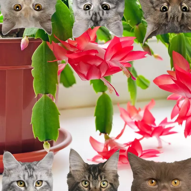Christmas Cactus and cats