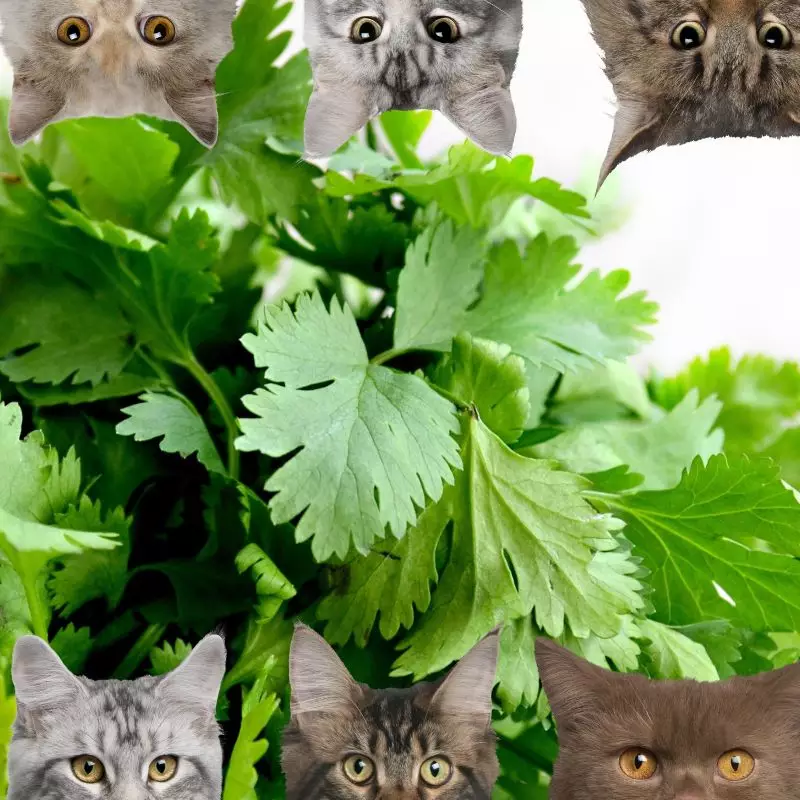 Cilantro and cats