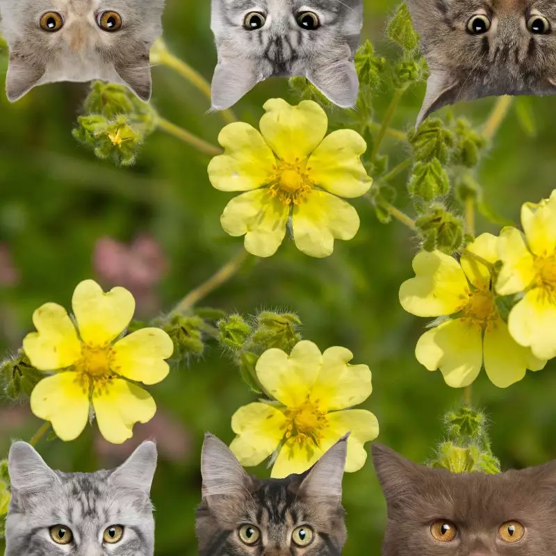 Cinquefoil and cats