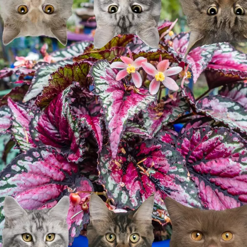 Climbing Begonia and cats