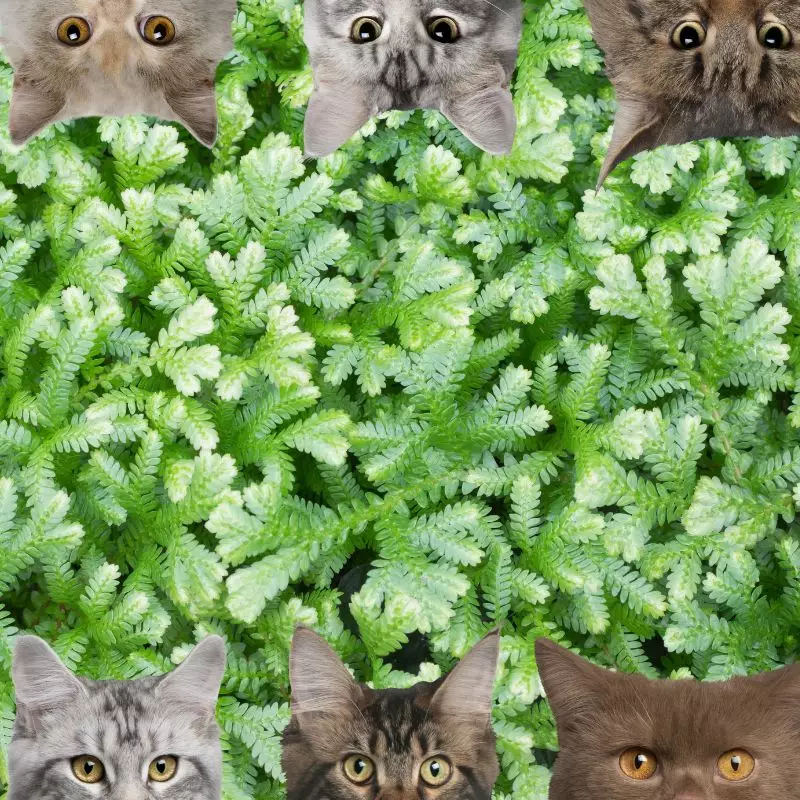 Club Moss and cats