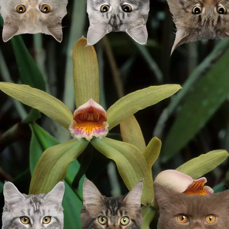 Cocktail Orchid and cats