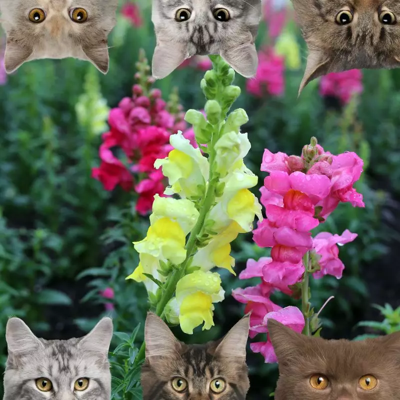 Common Snapdragons and cats