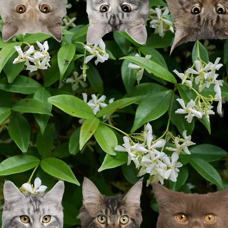 Confederate Jasmine and cats