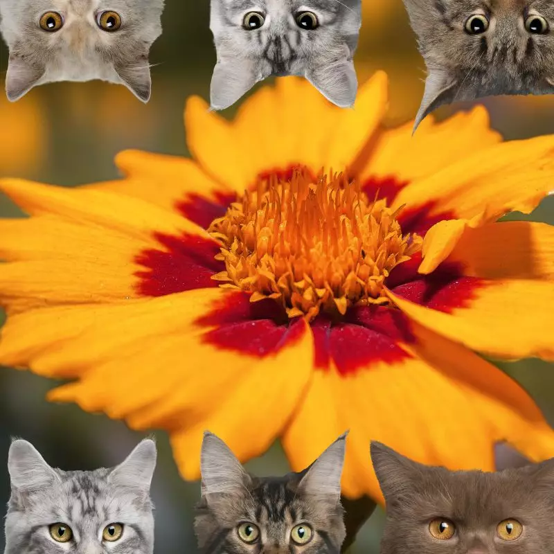 Coreopsis and cats