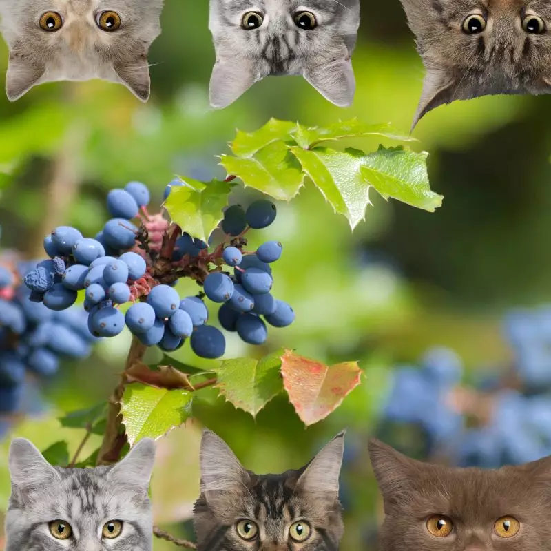 Creeping Mahonia and cats