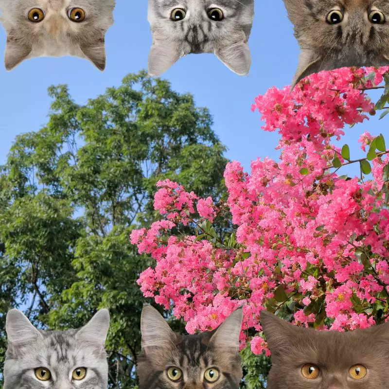 Crepe Myrtle and cats