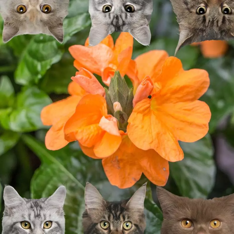 Crossandra and cats