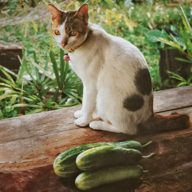 Cucumber and a cat nearby