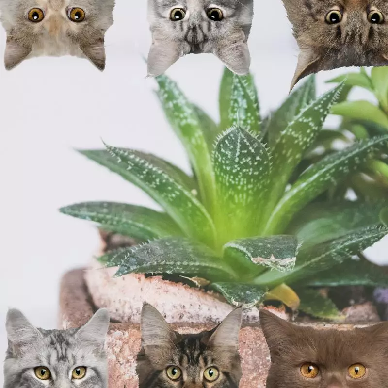 Cushion Aloe and cats