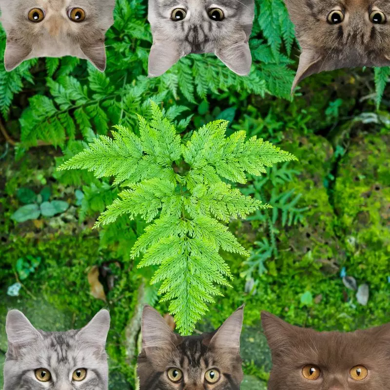 Dainty Rabbit’s Fern and cats