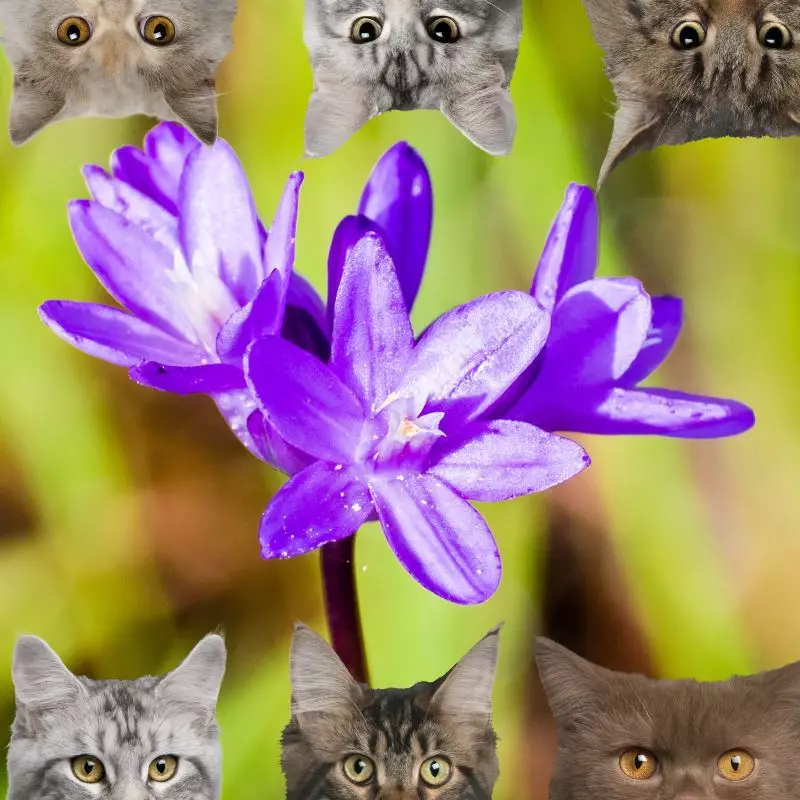 Dichelostemma and cats