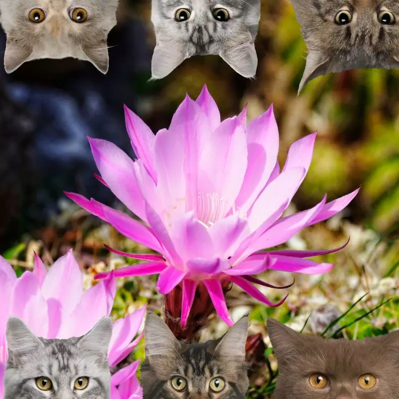 Easter Lily Cactus and cats