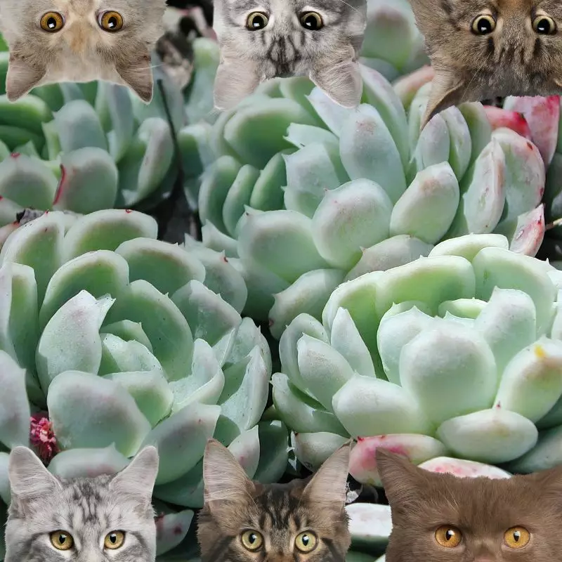 Echeveria elegans and cats