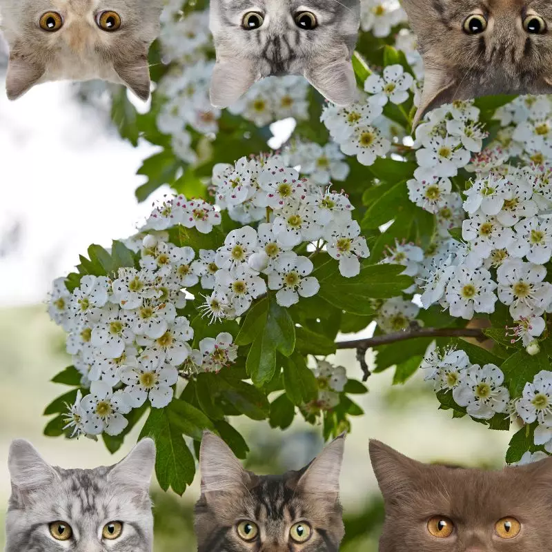 English Hawthorn and cats