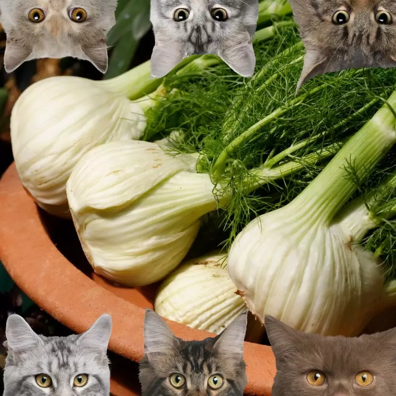 Fennel and cats