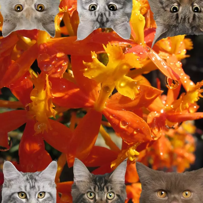 Fiery Reed Orchid and cats