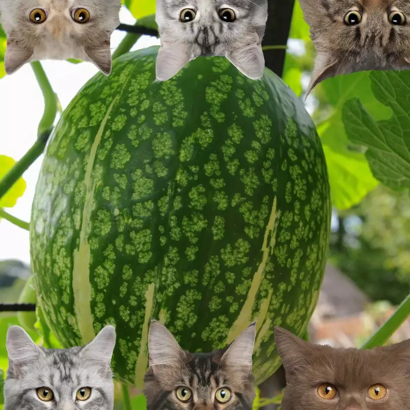 Fig Leaf Gourd and cats