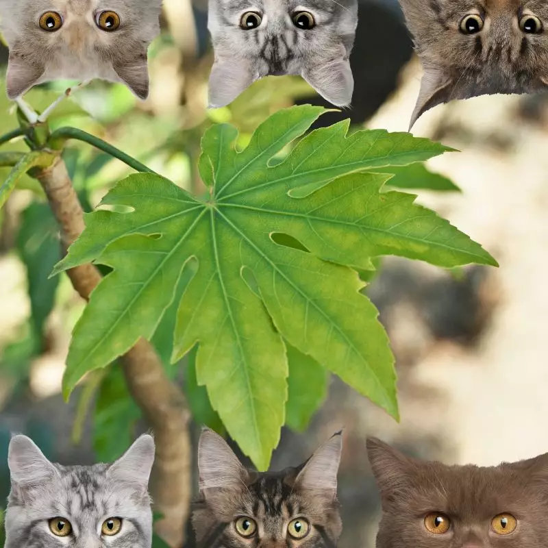 Figleaf Palm and cats