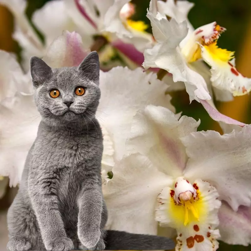 Lace orchid with a happy cat