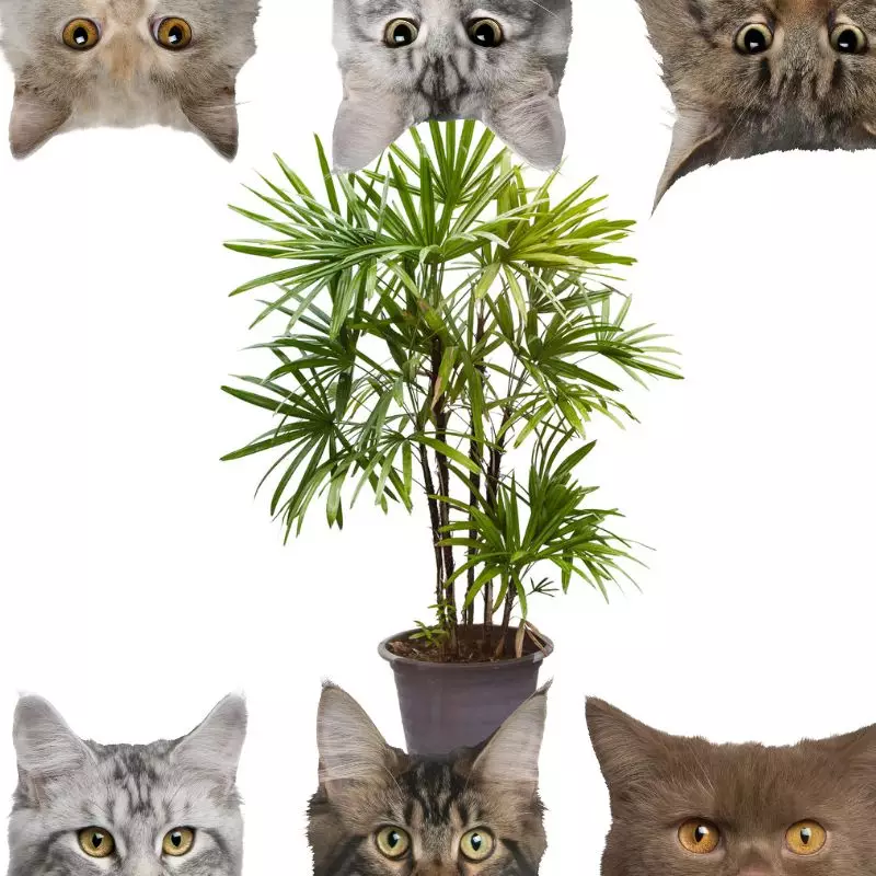 Lady Palm and cats