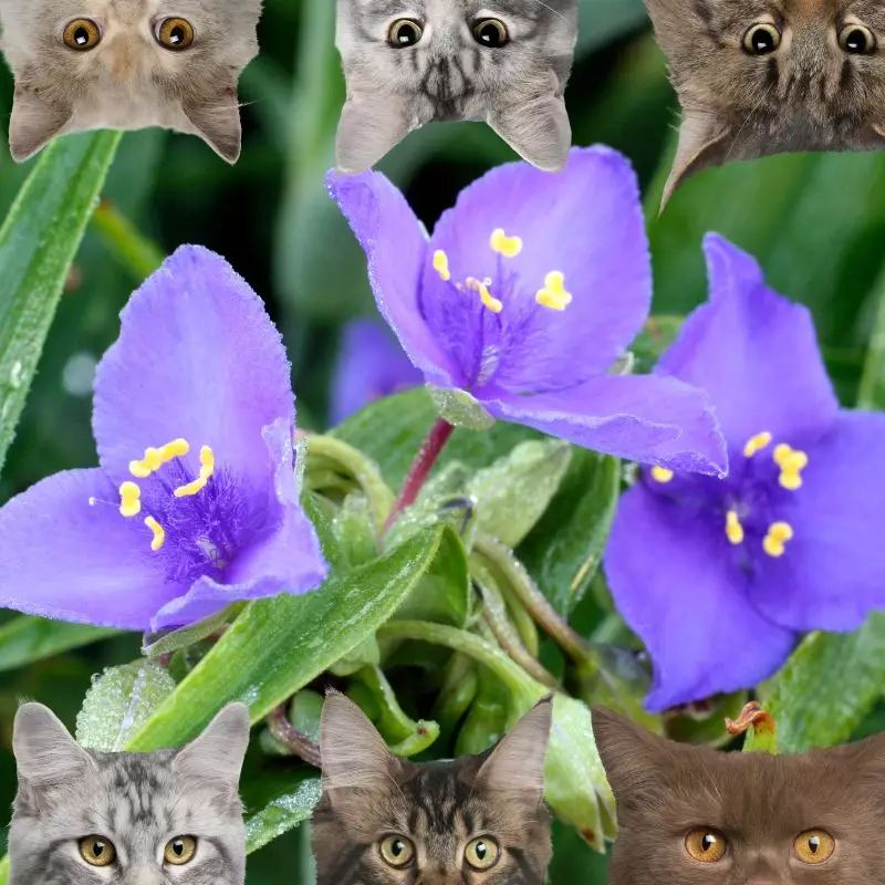 Queen’s Spiderwort and cats