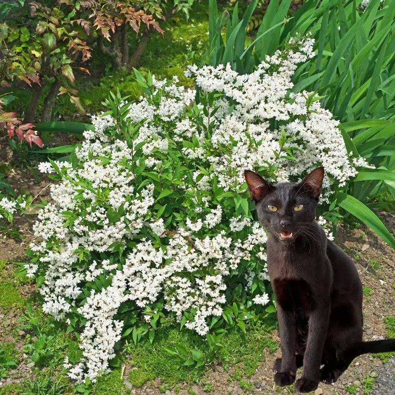 Slender Deutzia and a cat nearby