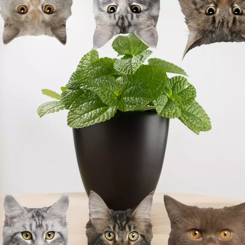 Swedish Ivy and cats